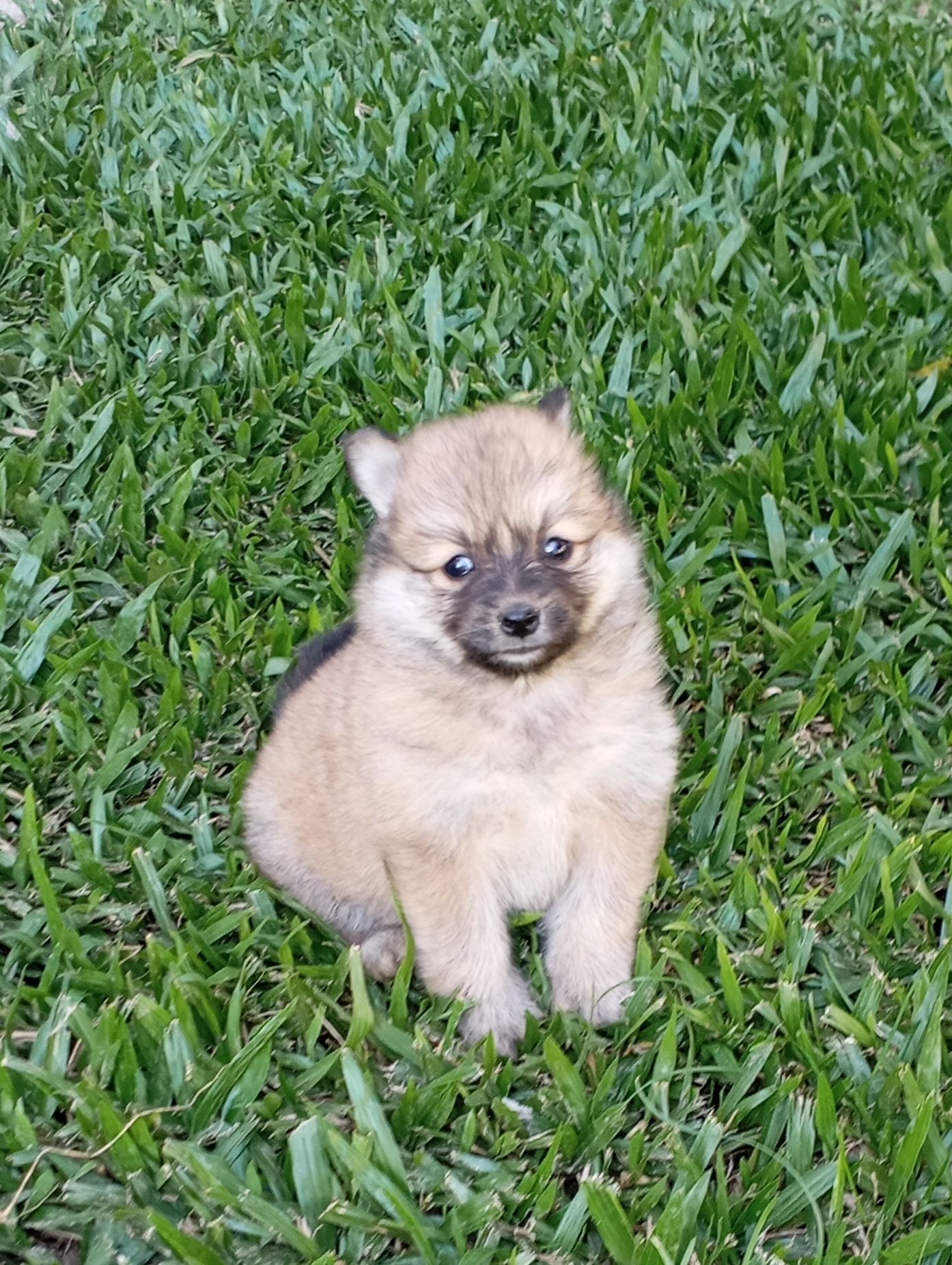 Spitz alemão fêmea