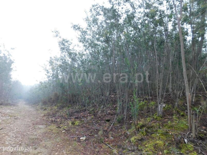 Terreno Rústico / Fundão, Souto da Casa