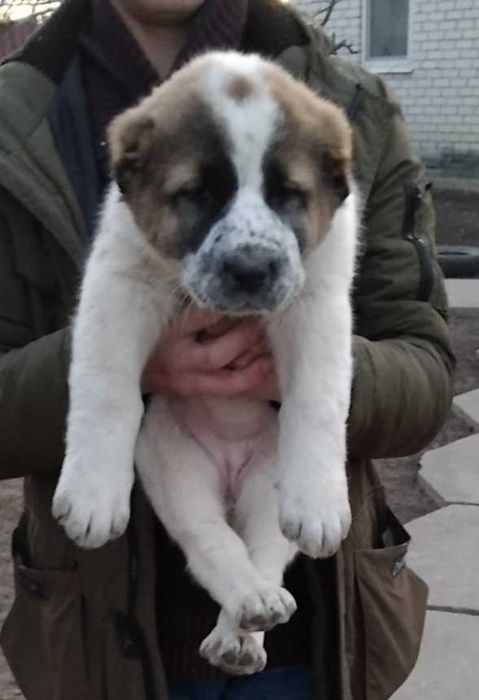 Продам цуценят алабая