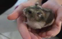 Chomiki dzungarskie