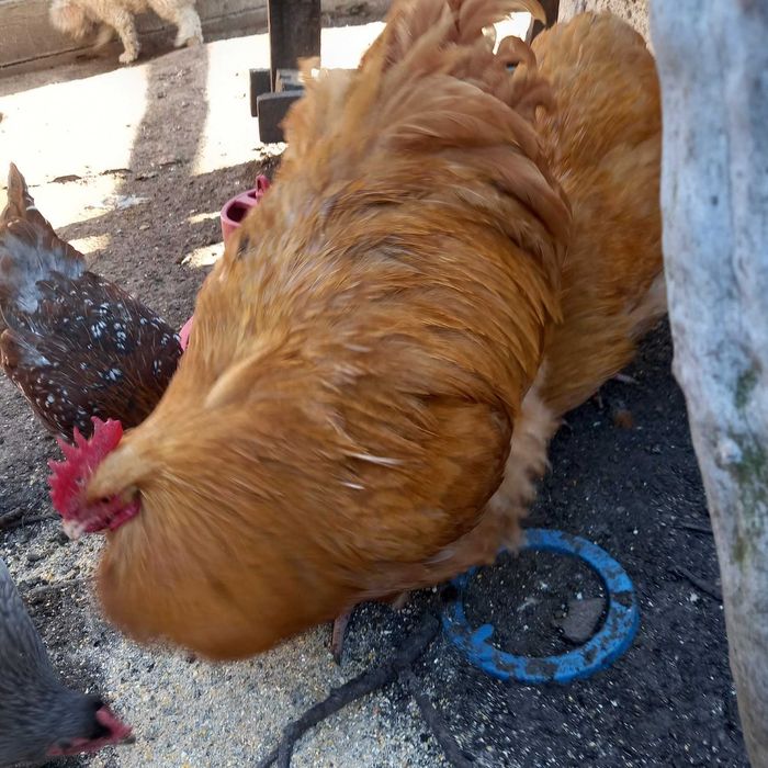 Продаю семью курей