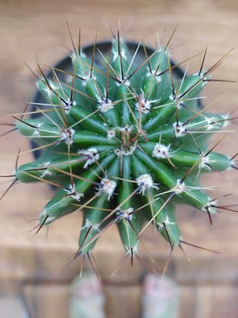 Кактус эхинопсис,комнатное растение