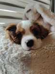 Suczka cavalier King Charles Spaniel (rezerwacja do środy)