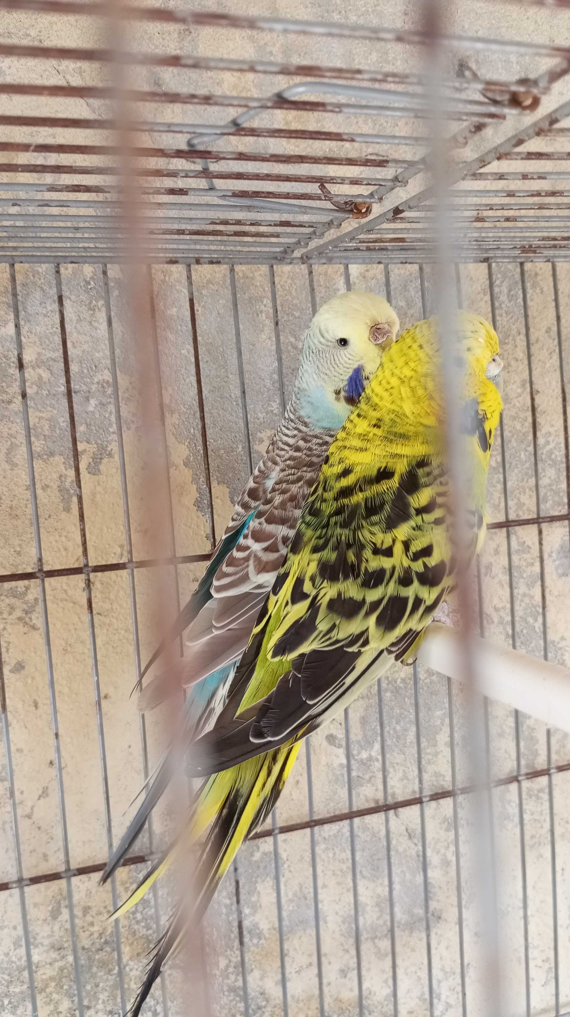 2 piriquitas inglesas anilhados