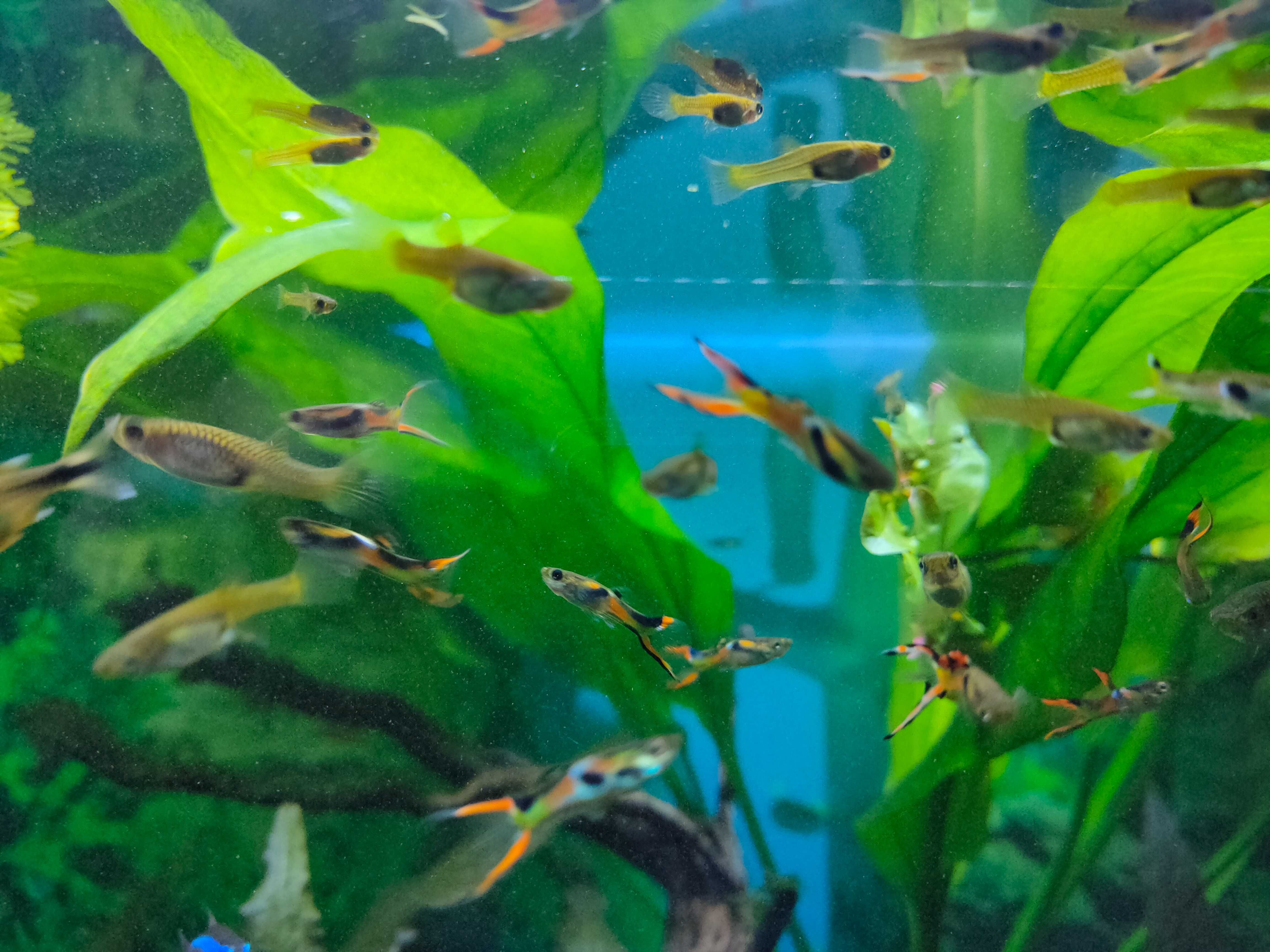 Peixes Guppy Endlers