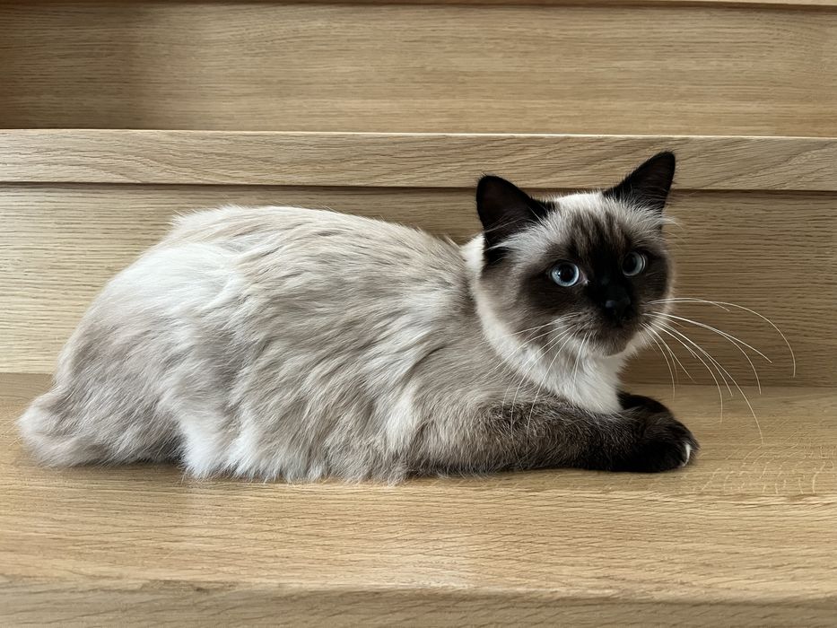Kocurek piękny Ragdoll