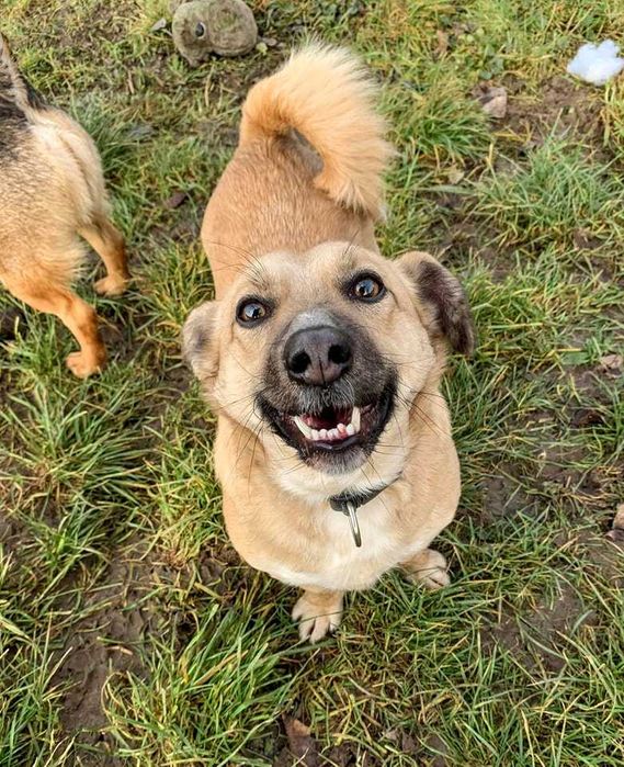 Sid poleca się do adopcji.