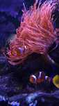 Błazenek, Nemo - amphiprion ocellaris, parka, 4 lata, + ukwial XXL
