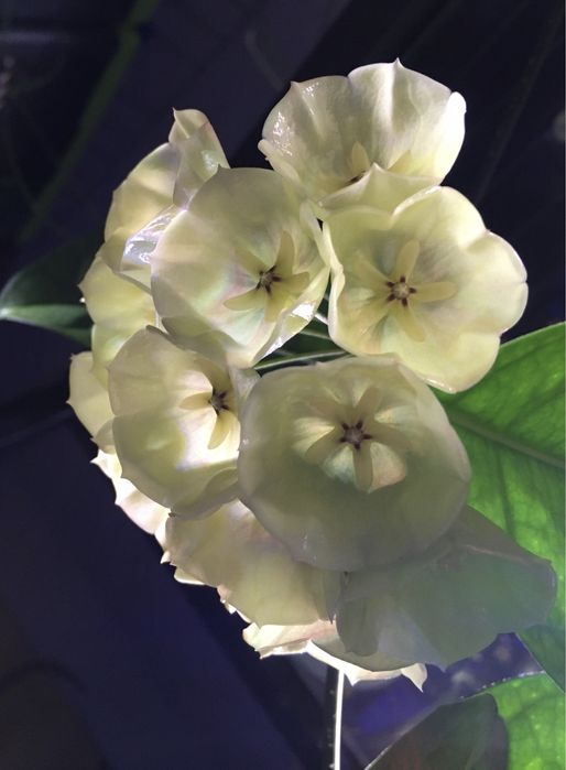 Hoya hoja campanulata ukorzeniona