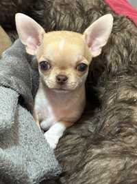 Chihuahua femea super pequenina