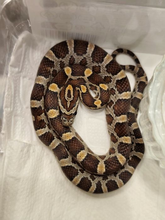 Wąż zbożowy Normal RF (?) het amel anery scaleless ph motley/stripe sa