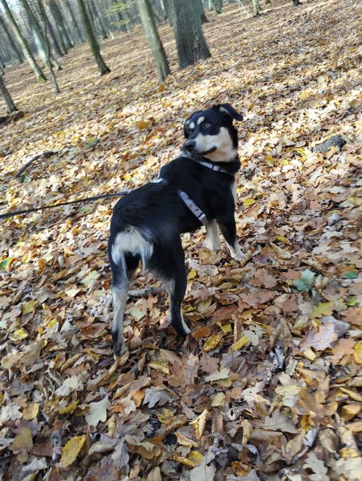 Sparta świętokrzyski kundelek do adopcji