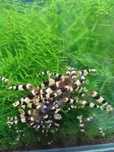 Krewetki crystal black PBL 50 szt