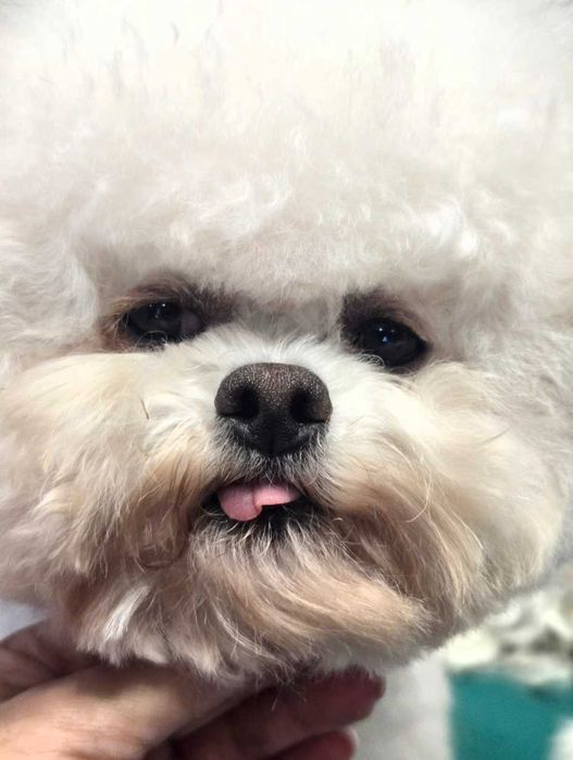 Бишон Фризе..Щенки ТИКАП ( мини). дорого.