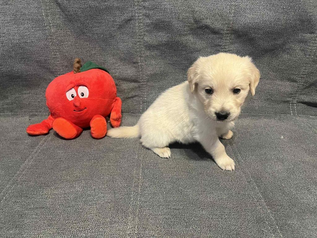 Już do odbioru.  Egon piesek Golden Retriever.
