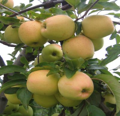Jabłka Golden Delicious i Idared