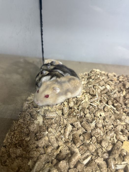 Хомяки хлопчики та дівчатка