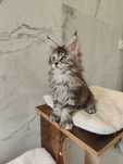 Lindíssimo gatinho Maine coon