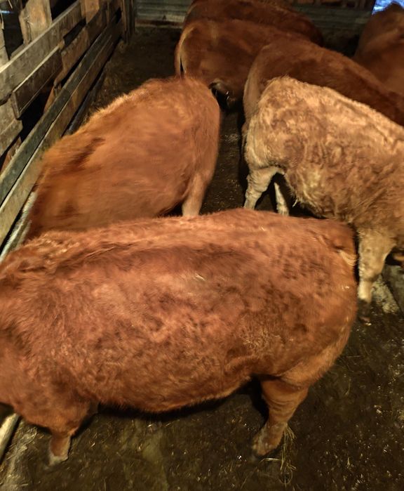 Odsadki Limousine byczki jałówki