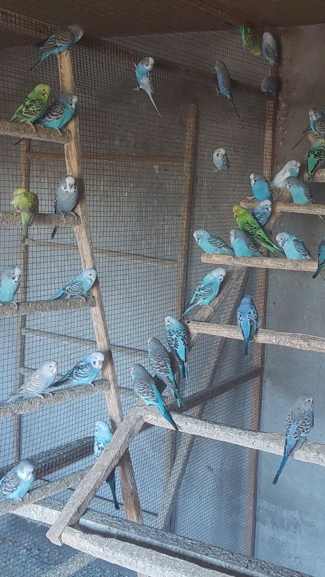 Продам волнистых попугаев молодых и взрослых