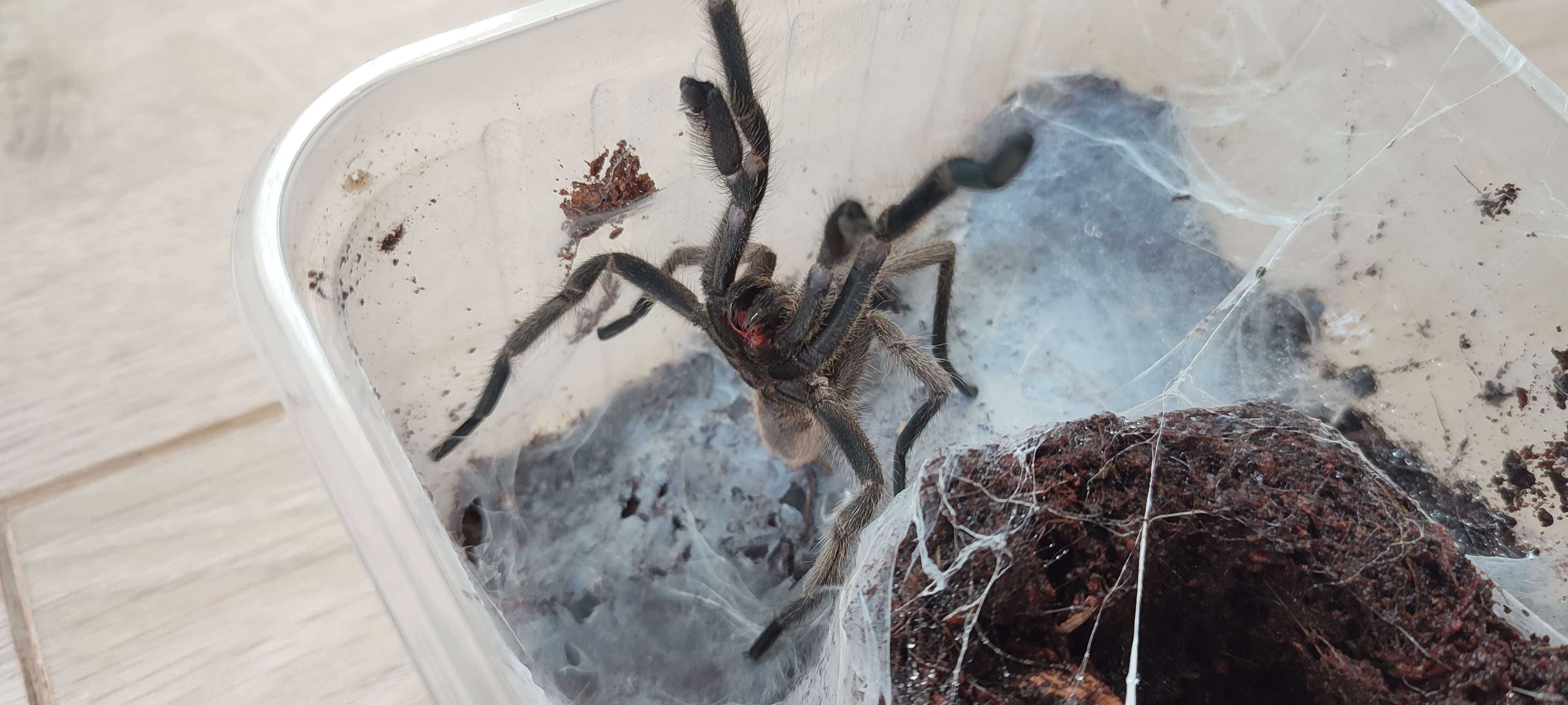 Chilobrachys dyscolus black DOROSŁY SAMIEC