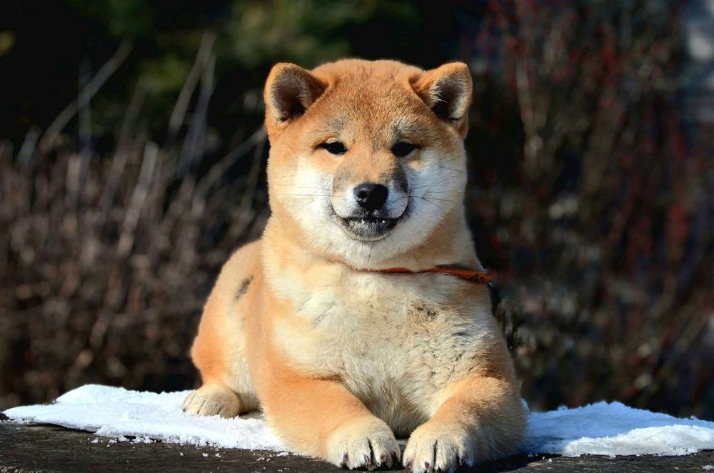 Шиба ину , сиба ину