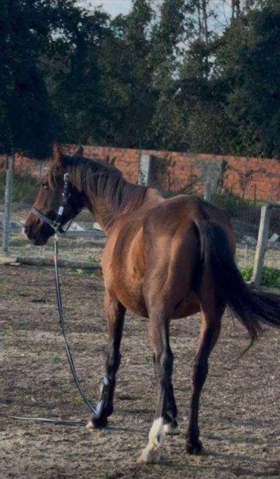 Cavalo cruzado 6 anos Muito meigo (BAIXA DE PREÇO) 1500€