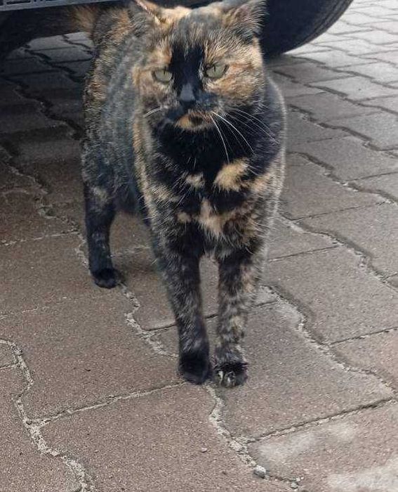 Молода стерилізована кішечка