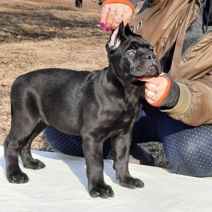 Красивый щенок !