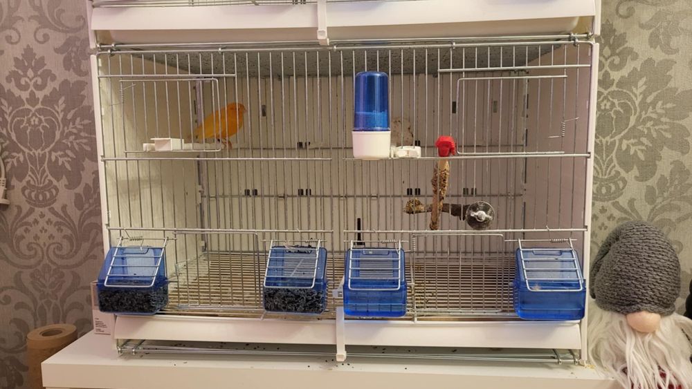 Sprzedam kanarka czerwonego samiec z klatką