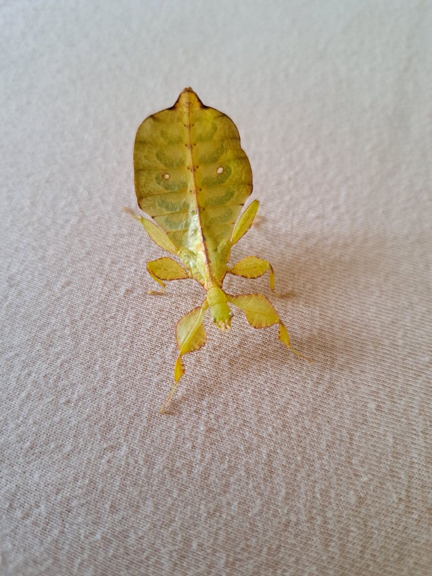 Liśćce tataba phyllium letiranti
