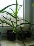 Aloes drzewiasty trzyletni duża roślina domowa apteka panaceum