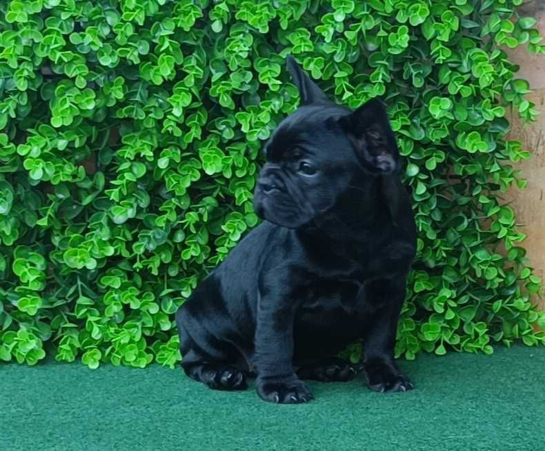 Bulldogue francês femea