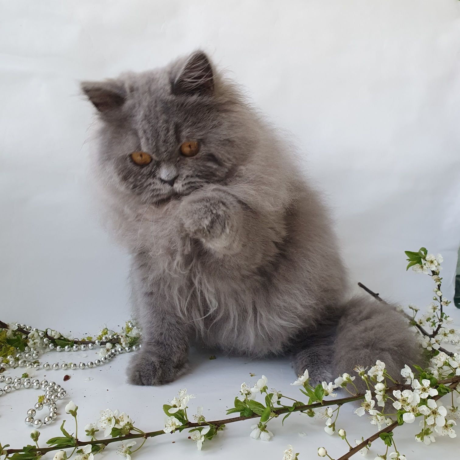 Котик-красень буде чудовим другом дитині. Кошенята, котята Киев
