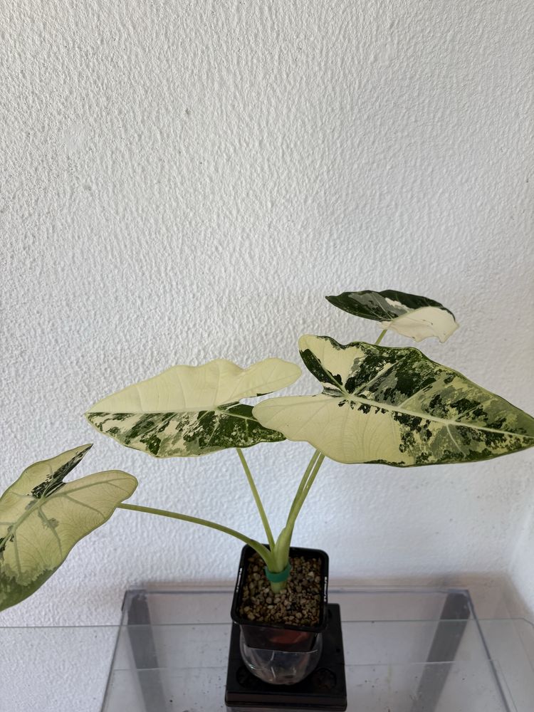 anthurium crystallinum x magnificum e alocasia frydek variegata