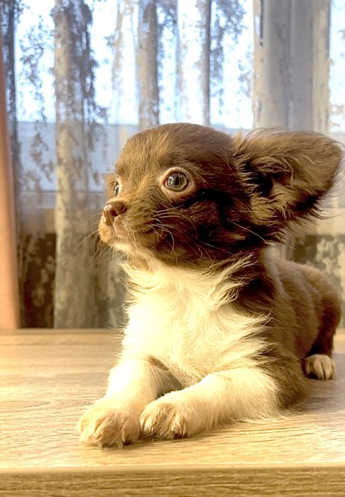 Дівчинка чихуахуа