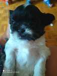 Shih tzu chłopiec