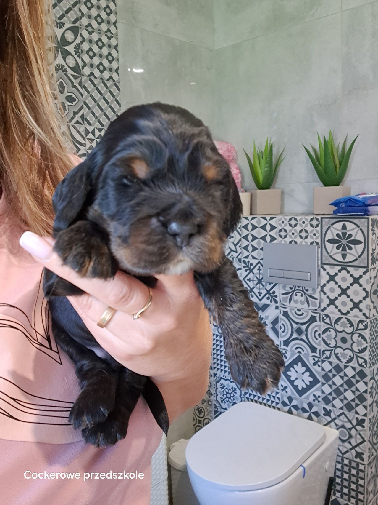Cocker spaniel angielski