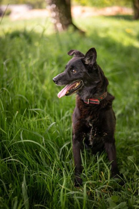 Kajtek w domu tymczasowym czeka na swoje szczęście ADOPCJA
