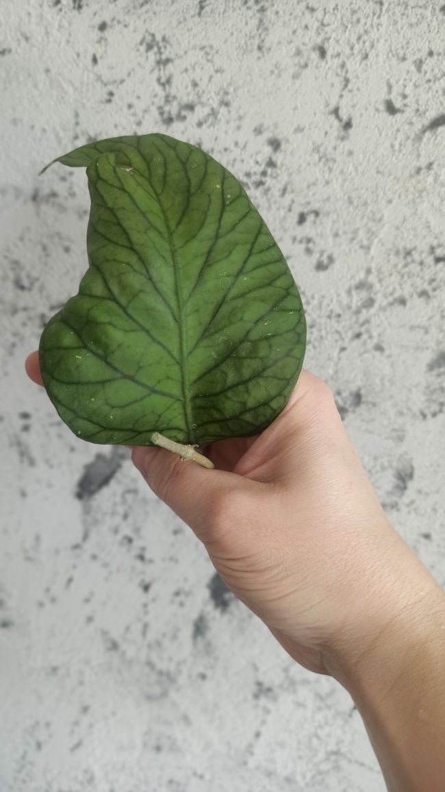 Hoya meredithi ted green - sadzonki