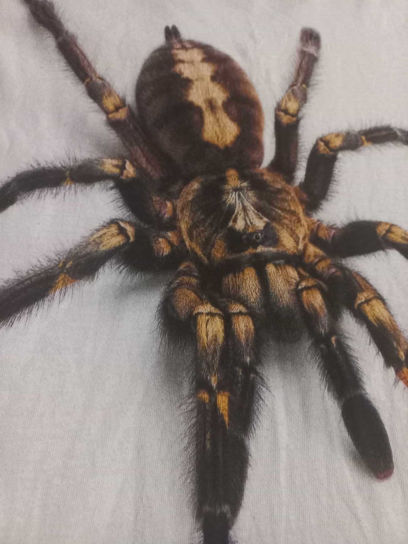 Koszulka biała z pająkiem 3D