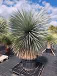 juka ,niebieska ,Yucca rostrata, mrozoodporna -20