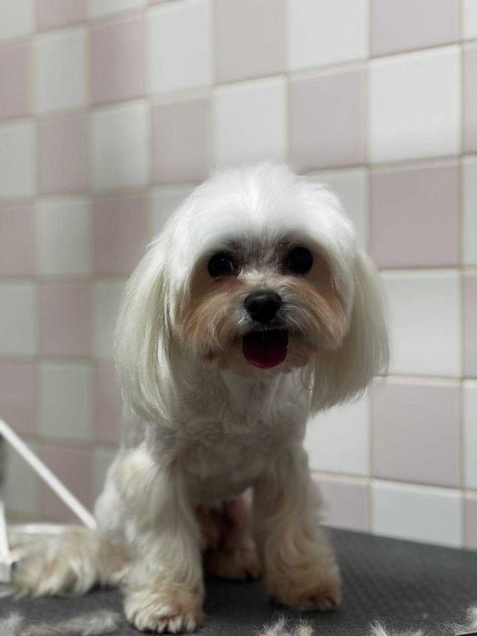 Послуги грумінгу м. КОРОСТЕНЬ