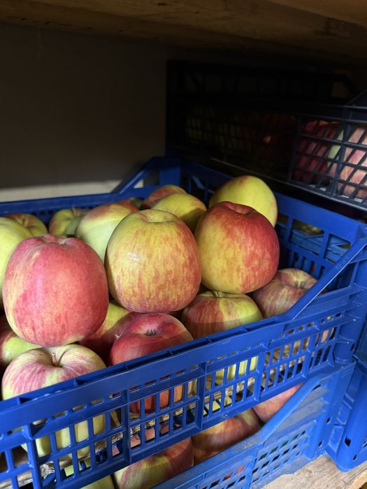 Доброго дня Продаю яблука домашнього вирощування