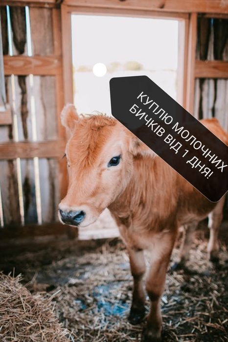 Бички на відгодівлю.