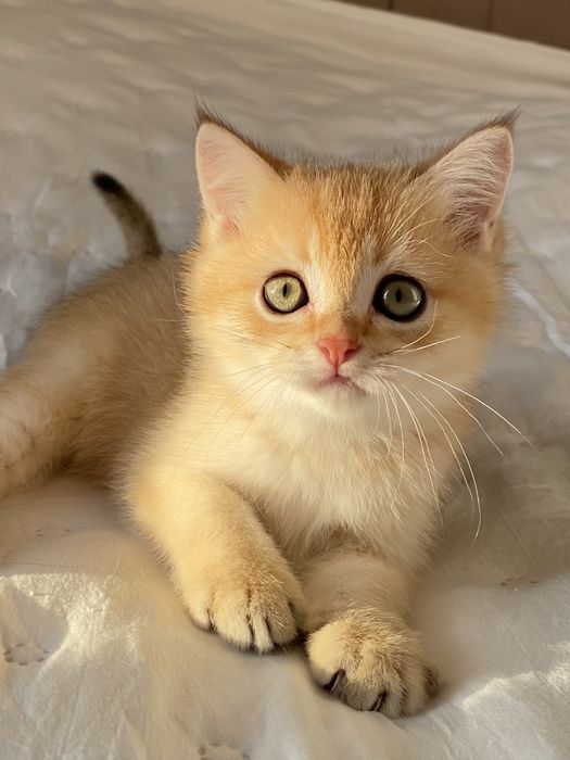 Вихованці з розплідника «Моя Гламурка»