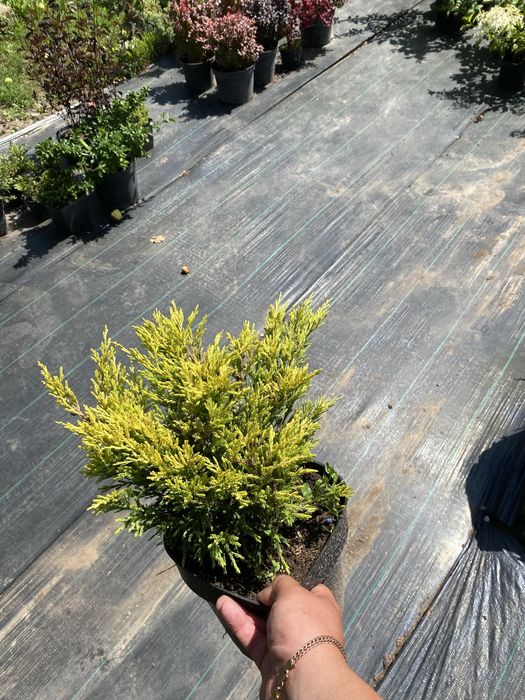 Ялівець/можевельник «Лайм Глов»