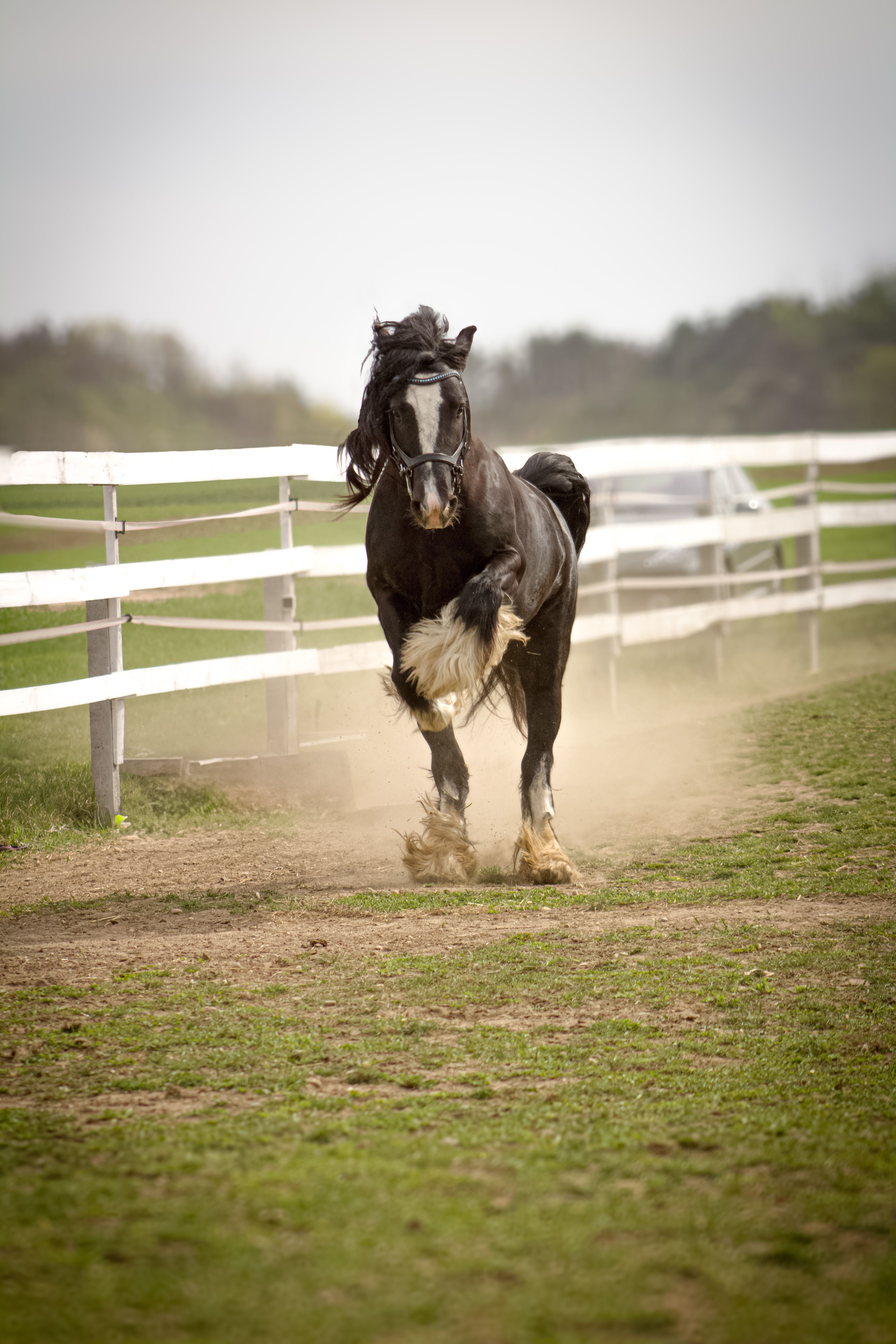 Stanówka Irish Cob / Tinker Ponpon ze Sedmi Dvoru