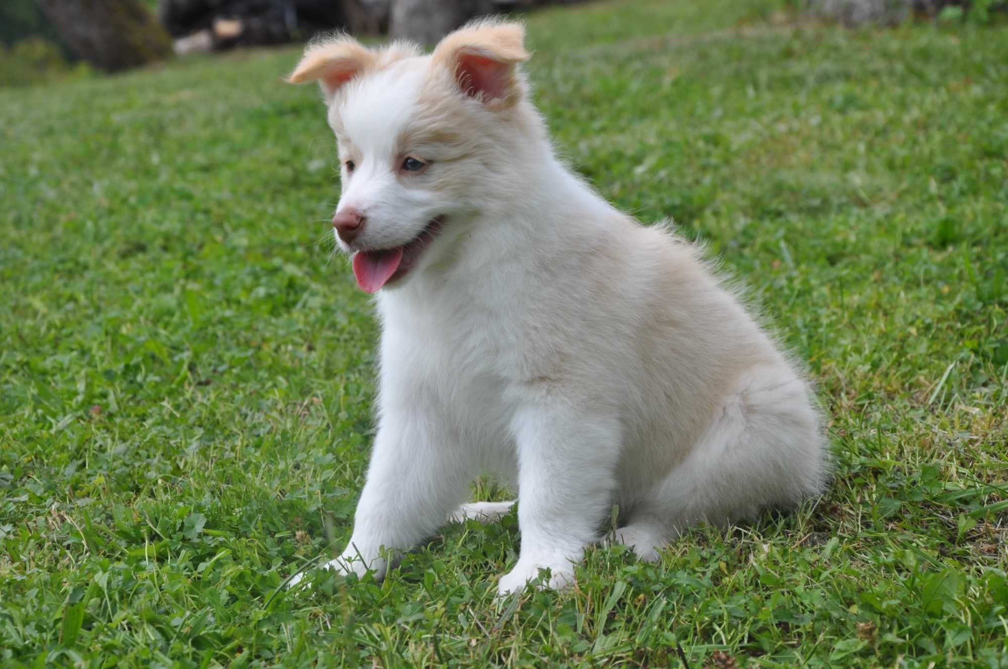 Suczka Border Collie ee-red ZKwP FCI