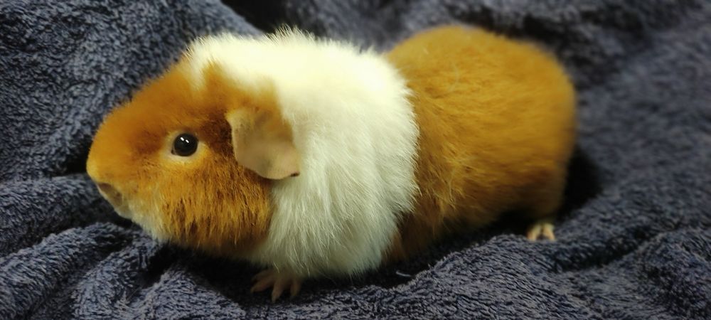 Świnka morska cavia US Teddy z hodowli